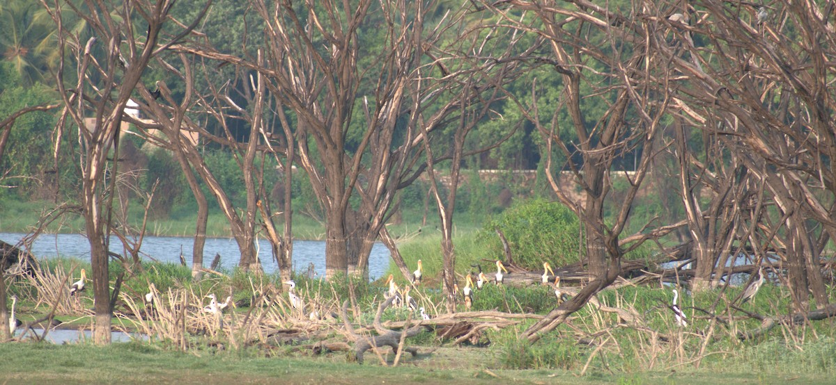 Painted Stork - ML622098663