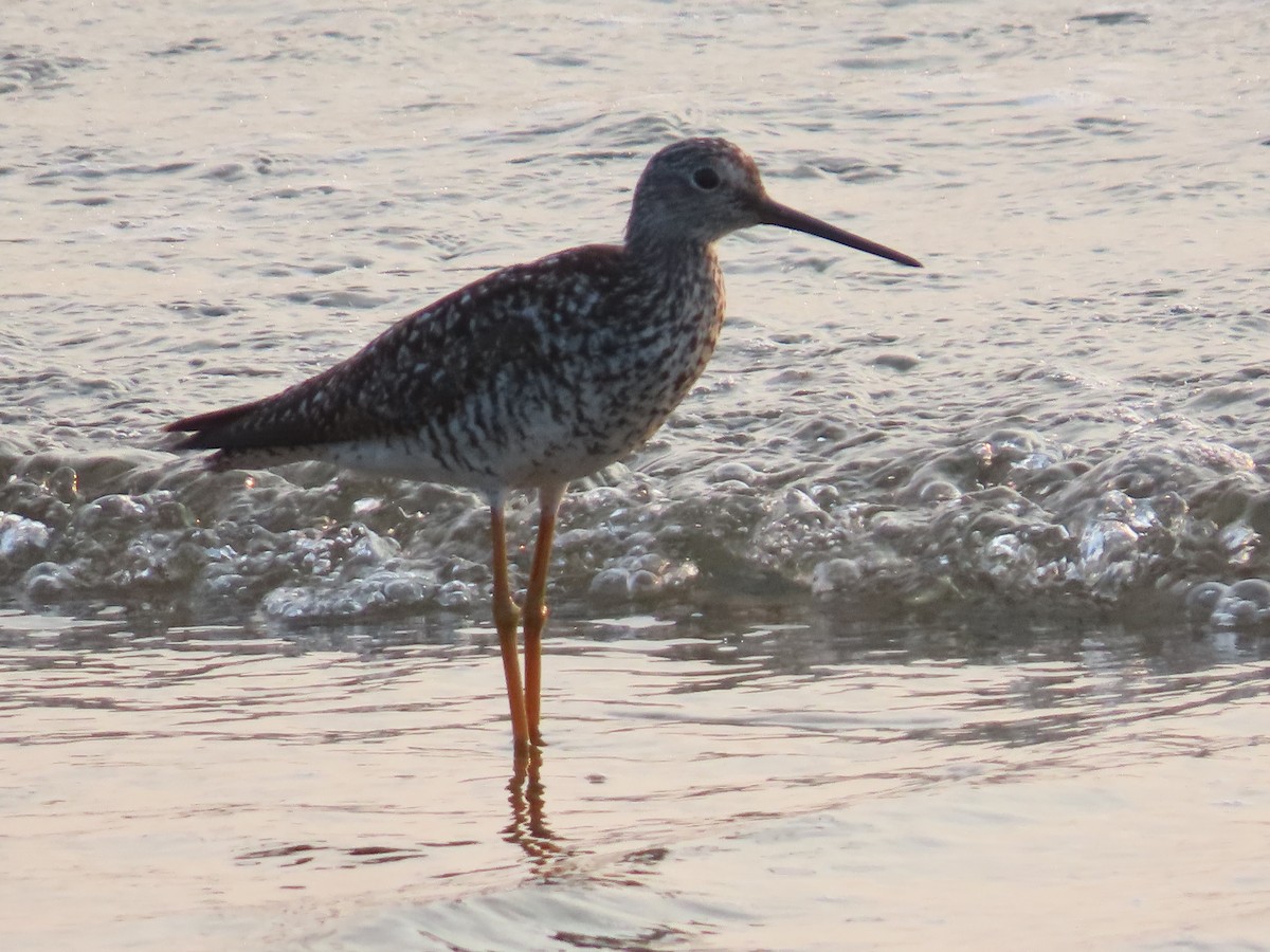 Greater Yellowlegs - ML622098664