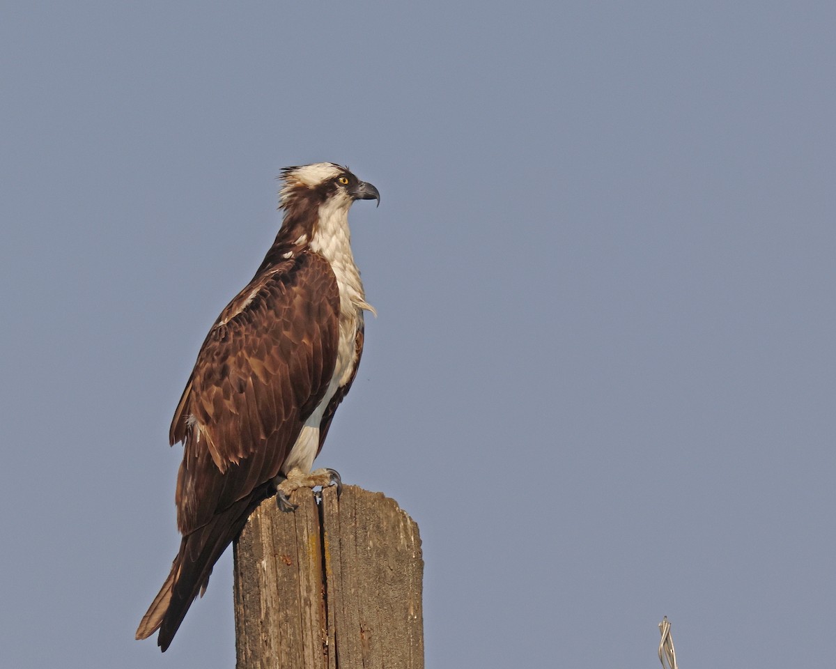 Osprey - ML622098666