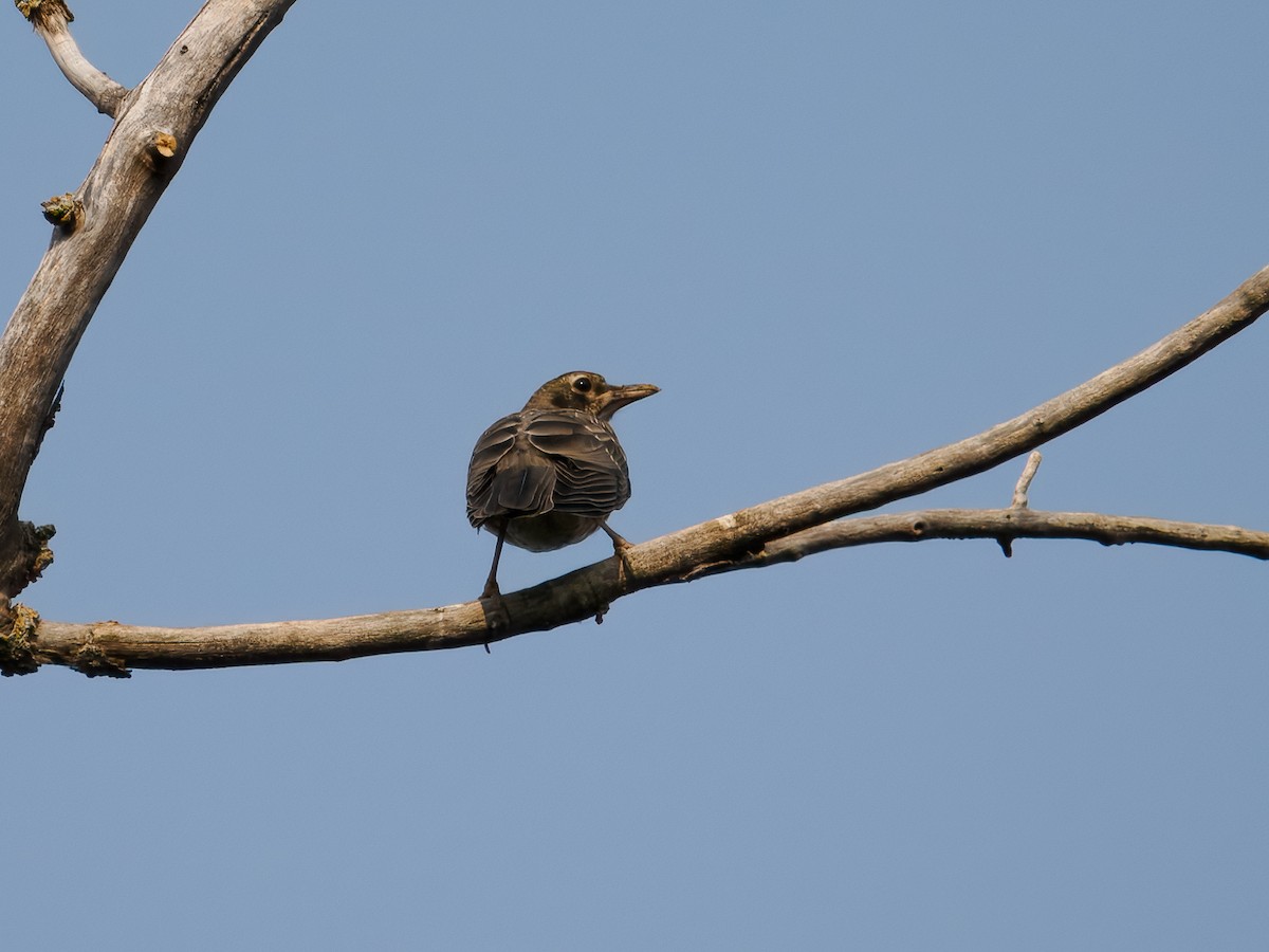 American Robin - ML622098667