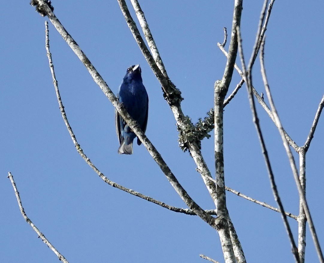 Indigo Bunting - ML622098668