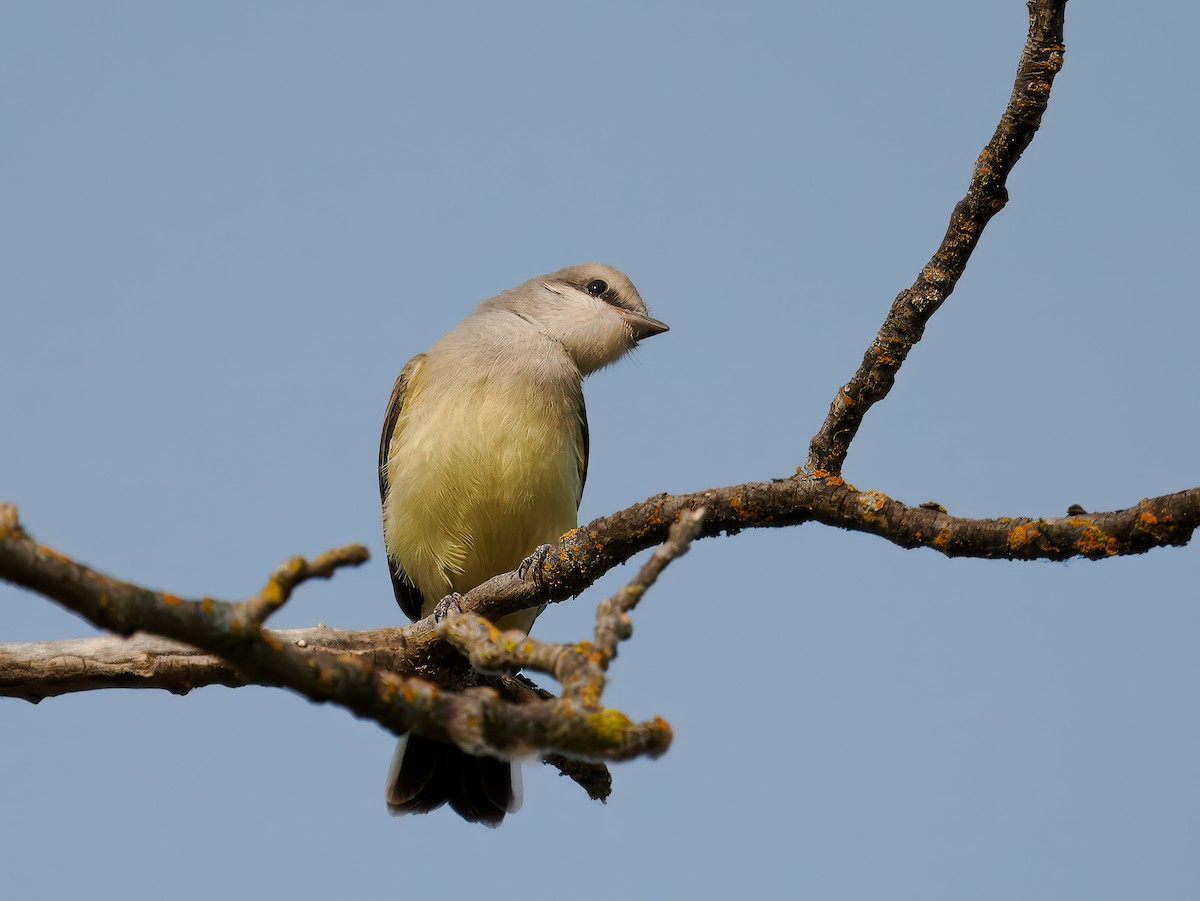 Western Kingbird - ML622098674