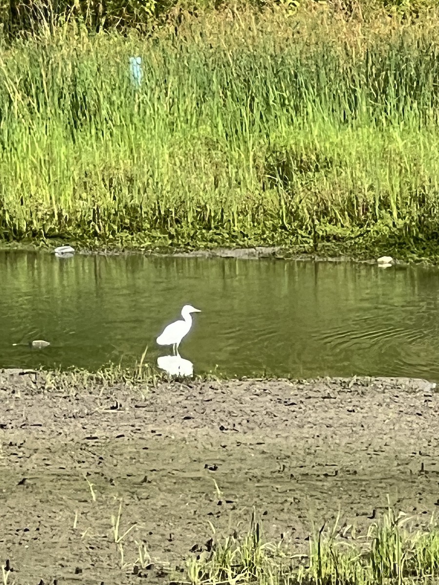 Snowy Egret - ML622098675