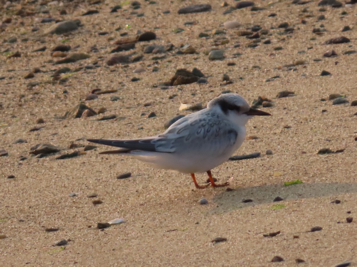 Least Tern - ML622098676