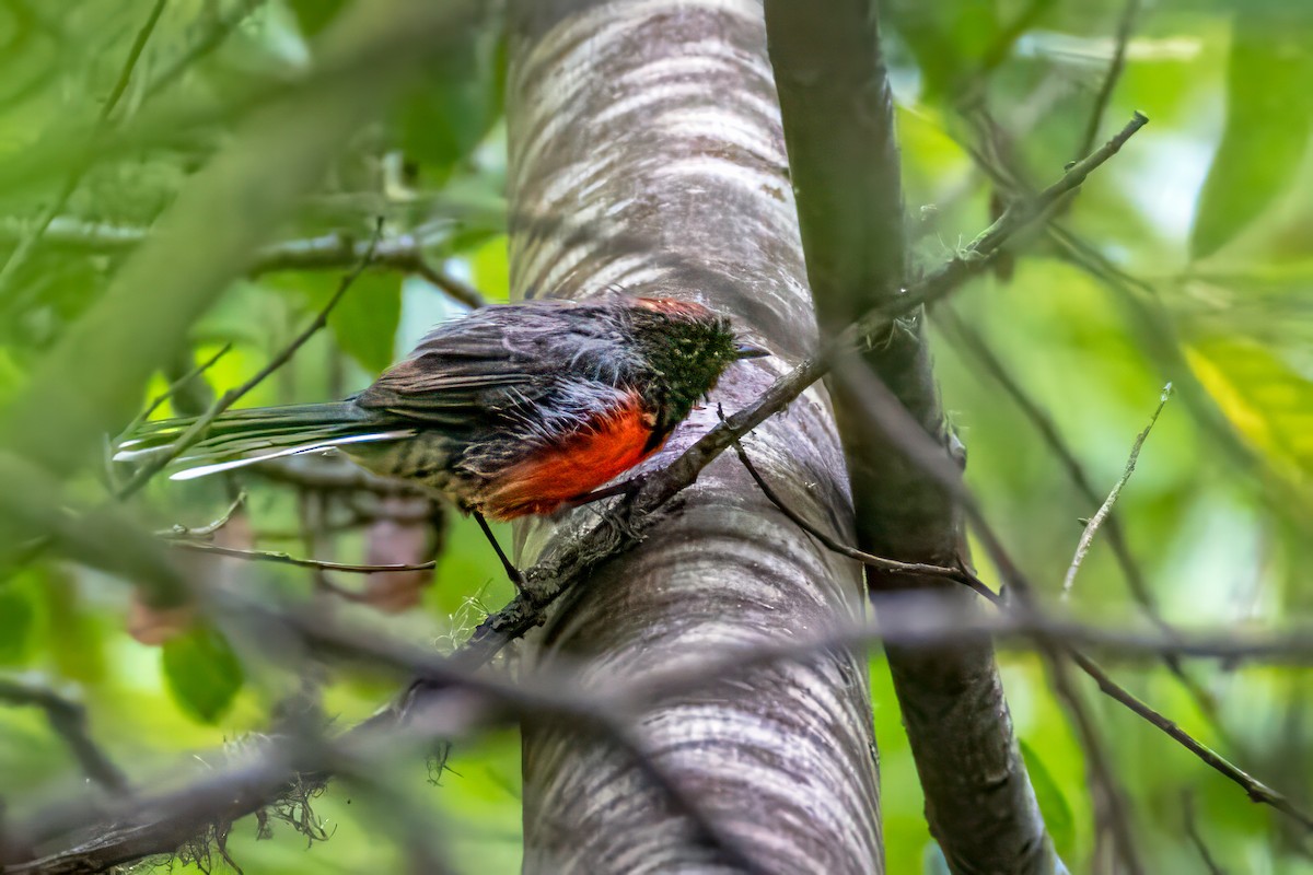 Slate-throated Redstart - ML622098677