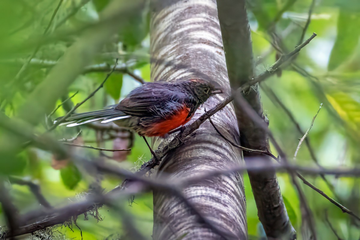 Slate-throated Redstart - ML622098678