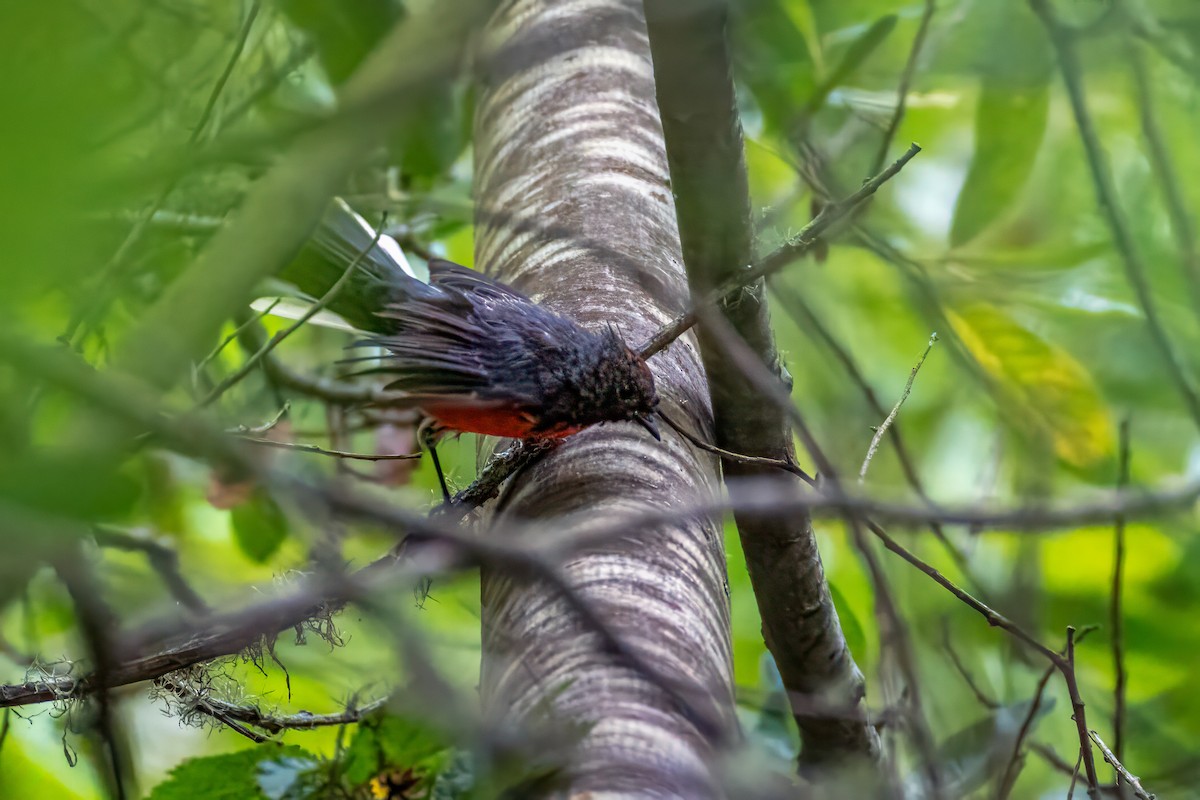 Slate-throated Redstart - Bob Gunderson