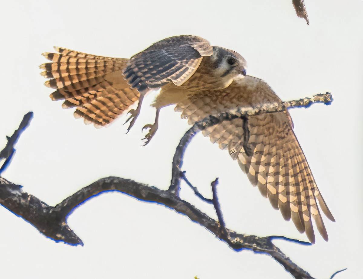 American Kestrel - Jim Ward