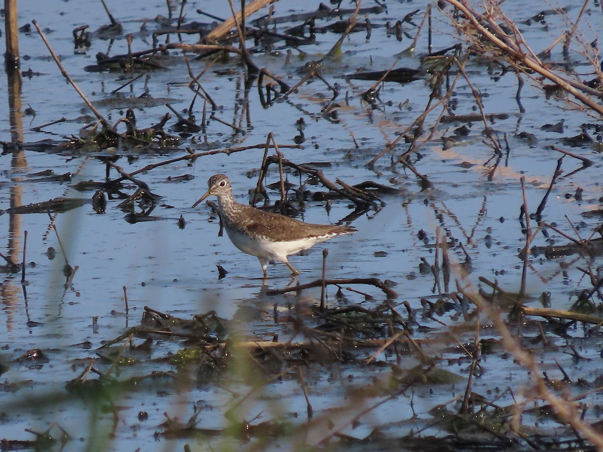 Solitary Sandpiper - ML622098681