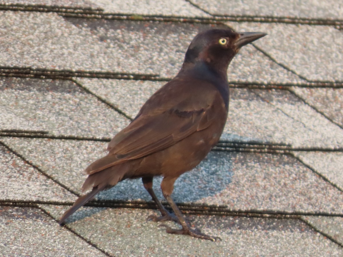 Common Grackle - ML622098683