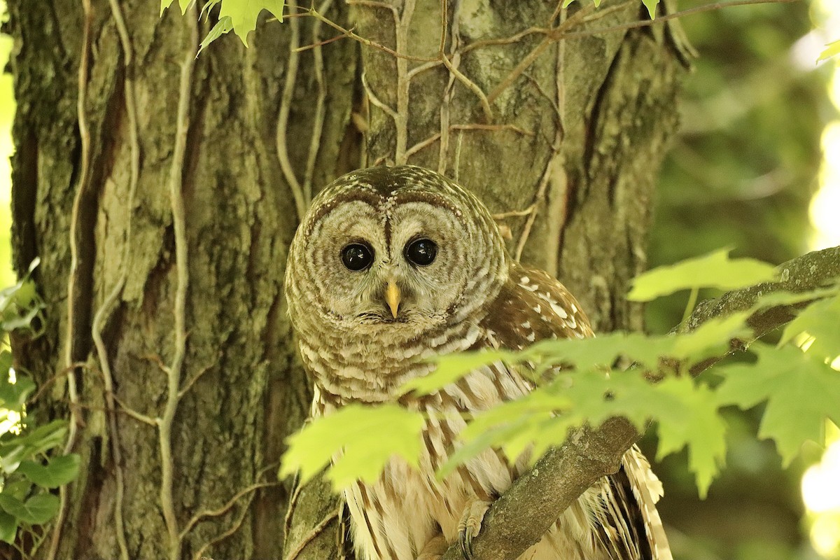 Barred Owl - ML622098685