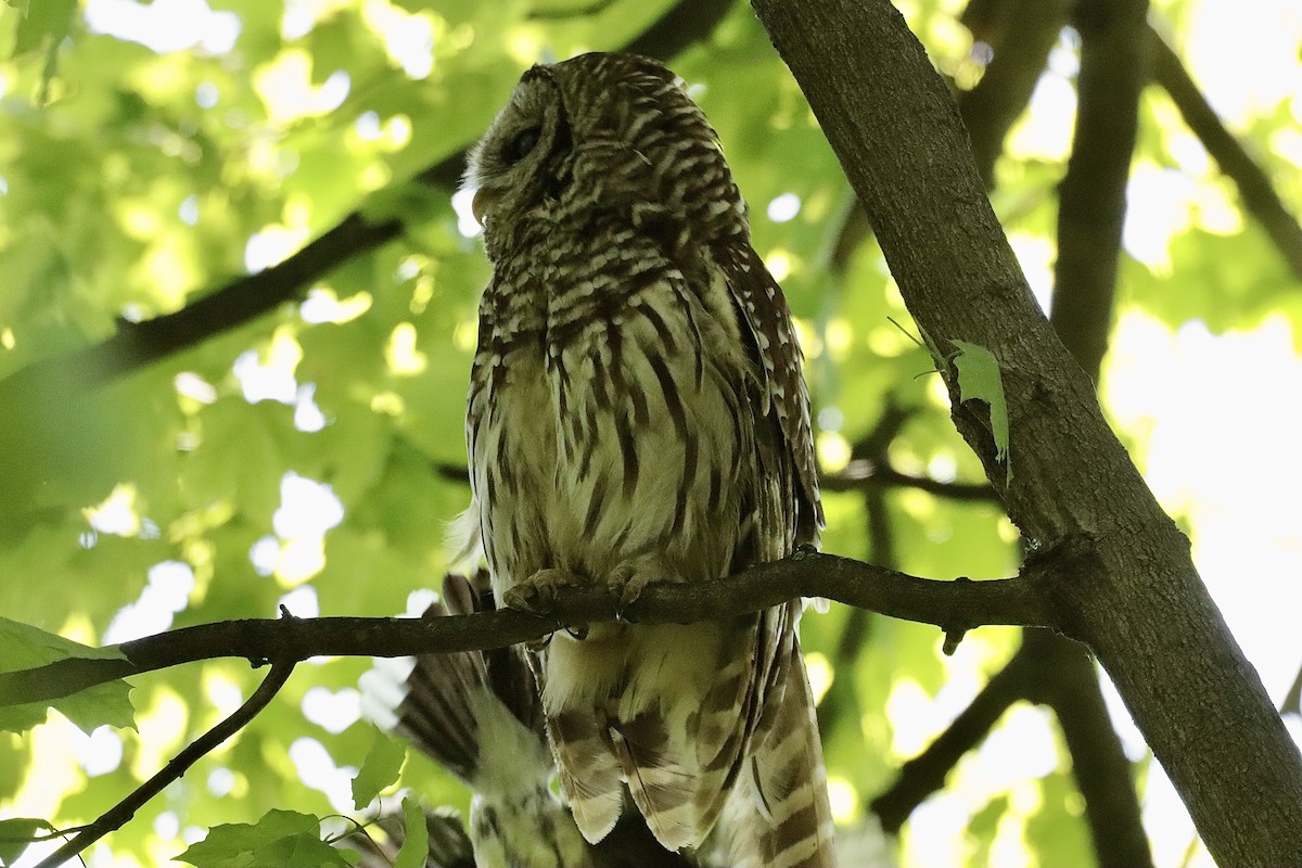 Barred Owl - ML622098686