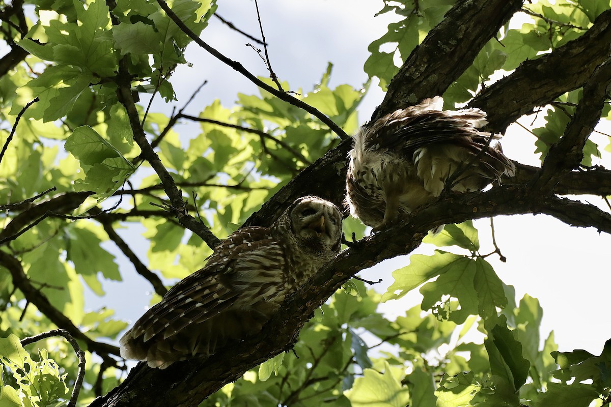 Barred Owl - ML622098687