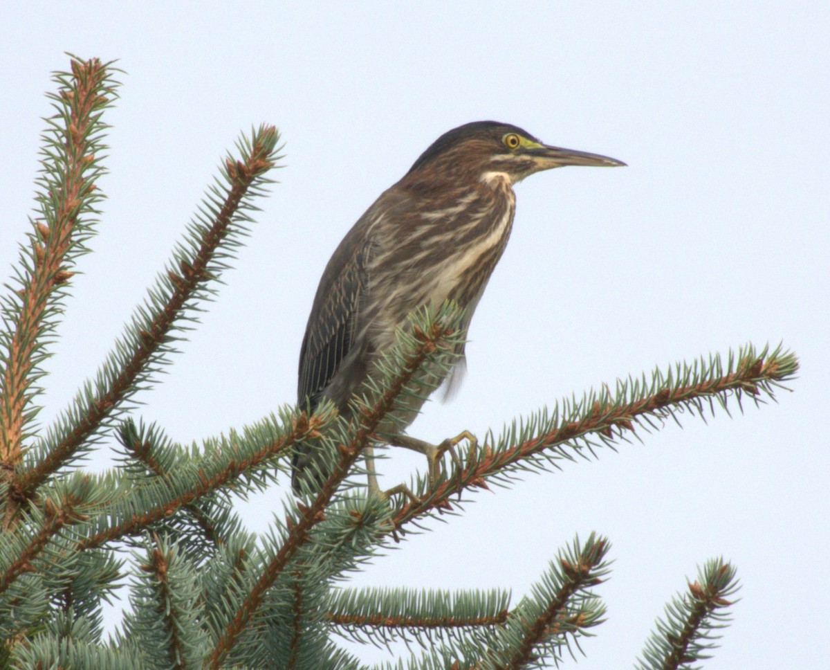 Green Heron - ML622098690