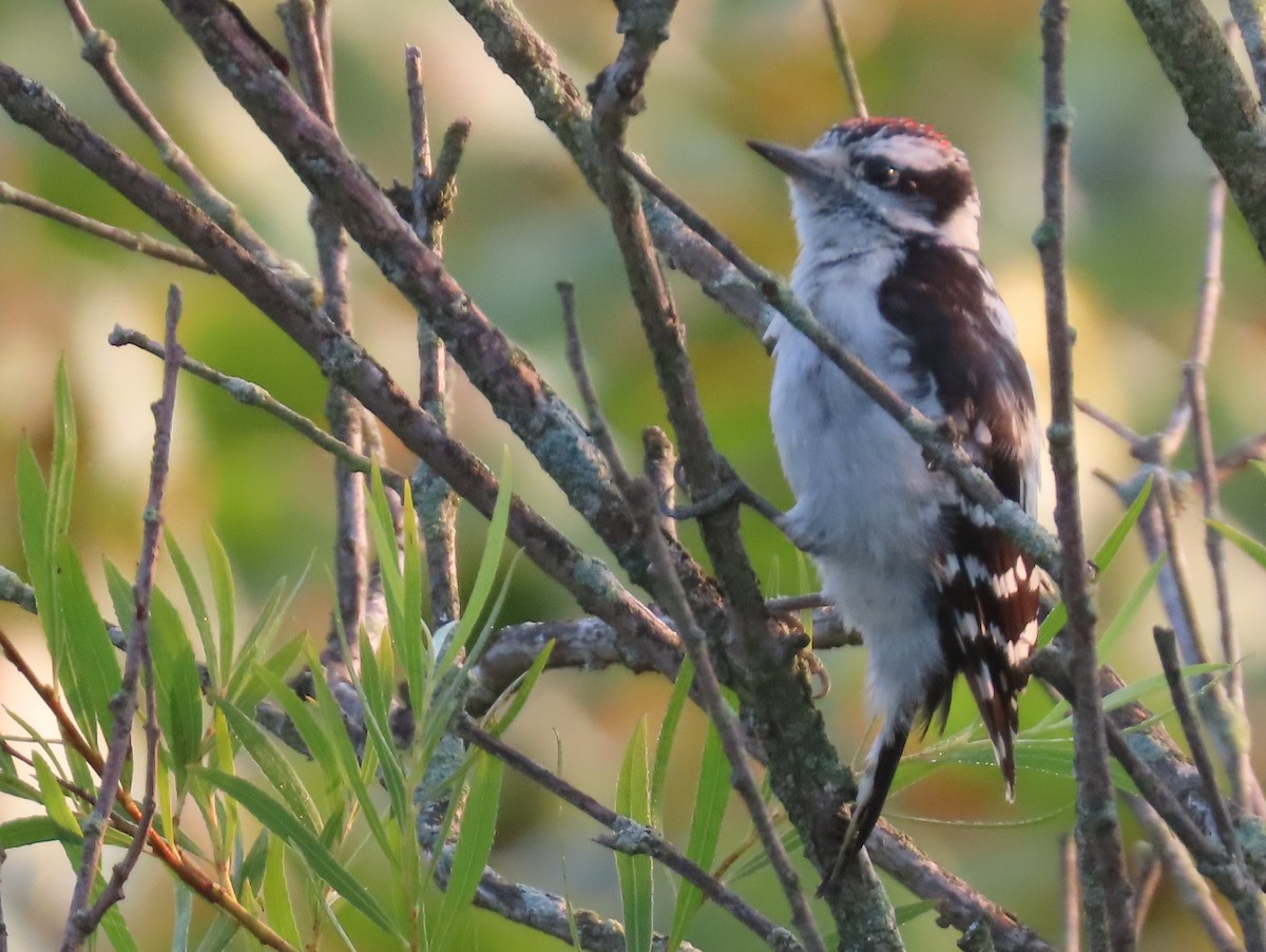 Downy Woodpecker - ML622098773