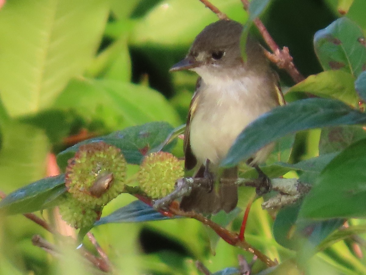 Willow Flycatcher - ML622098781