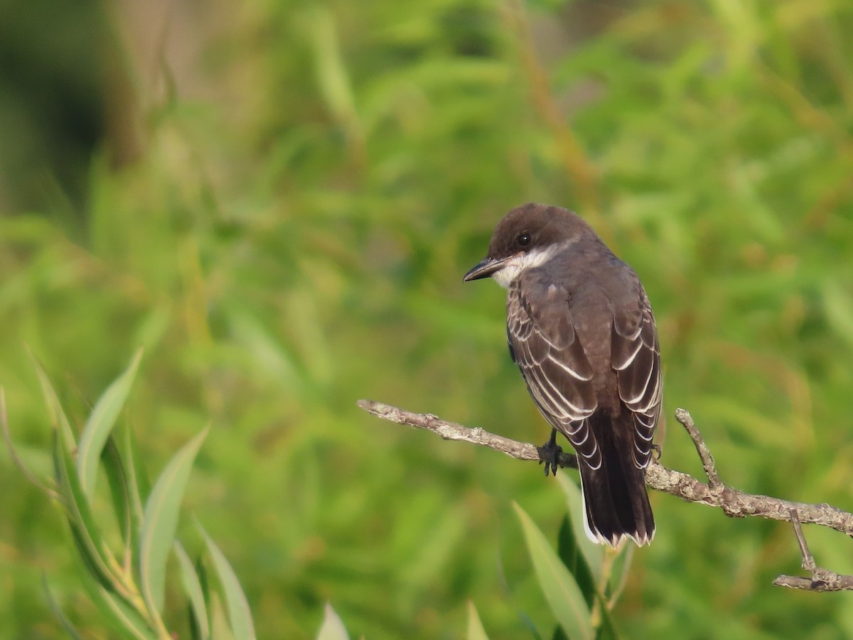 Eastern Kingbird - ML622098790