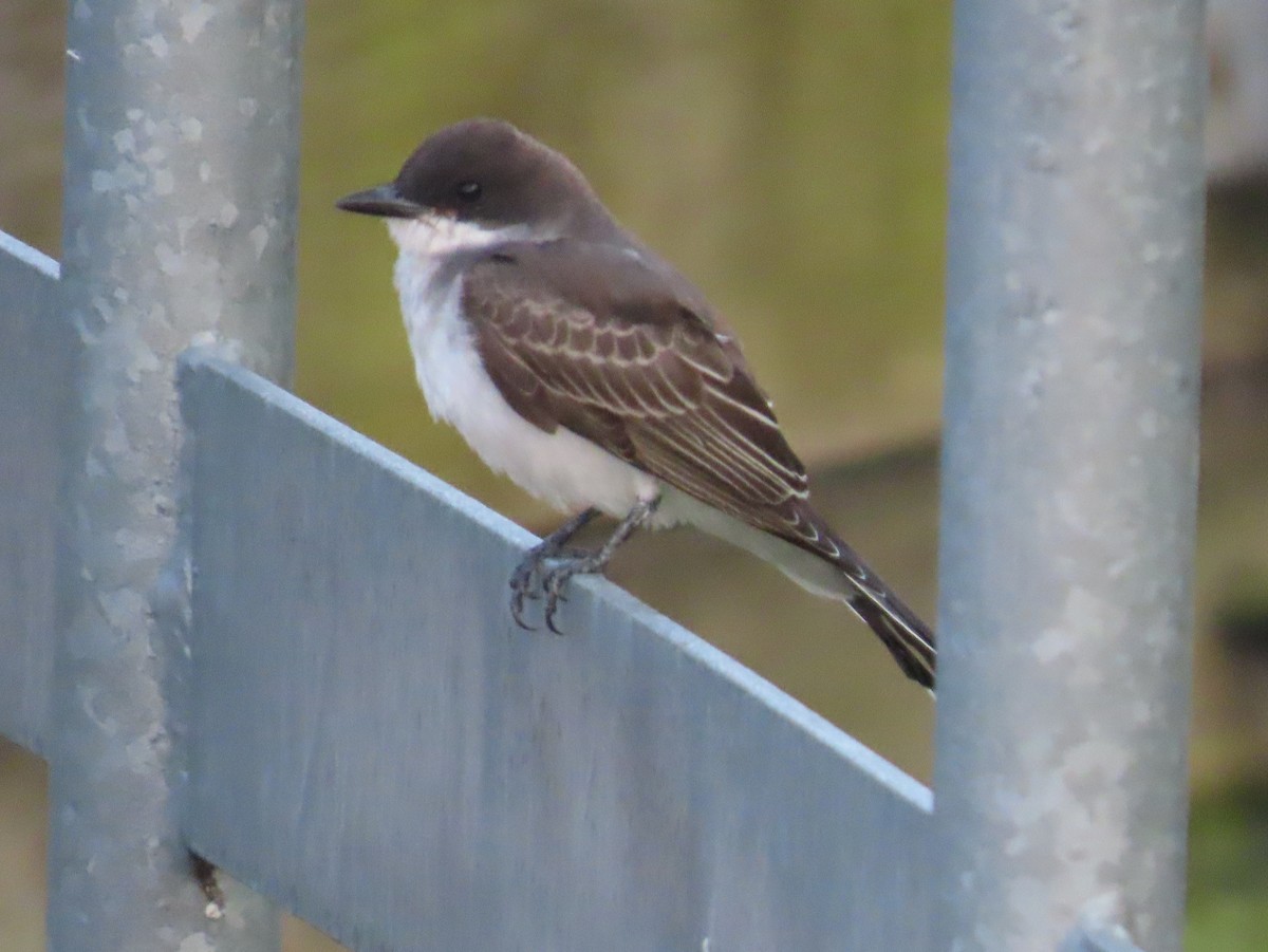 Eastern Kingbird - ML622098791