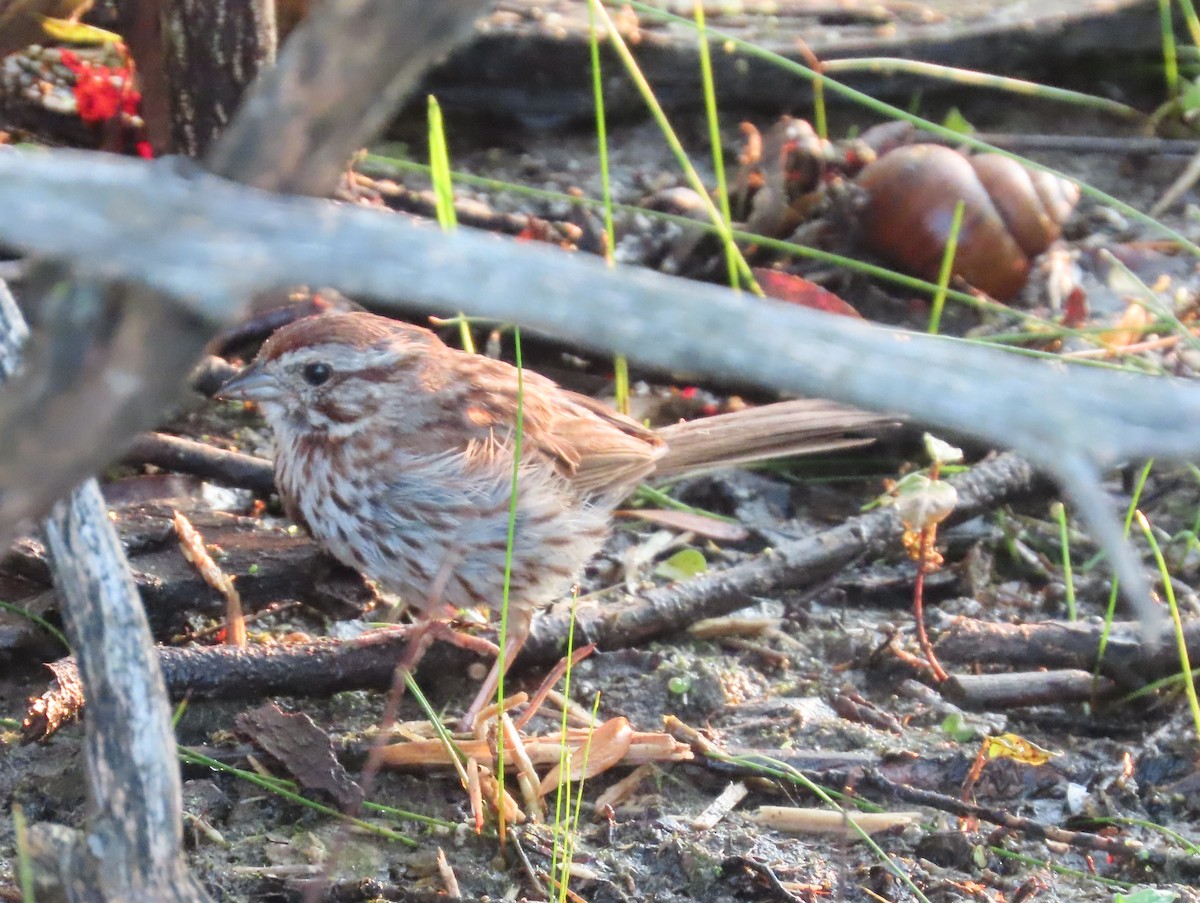 Song Sparrow - ML622098794