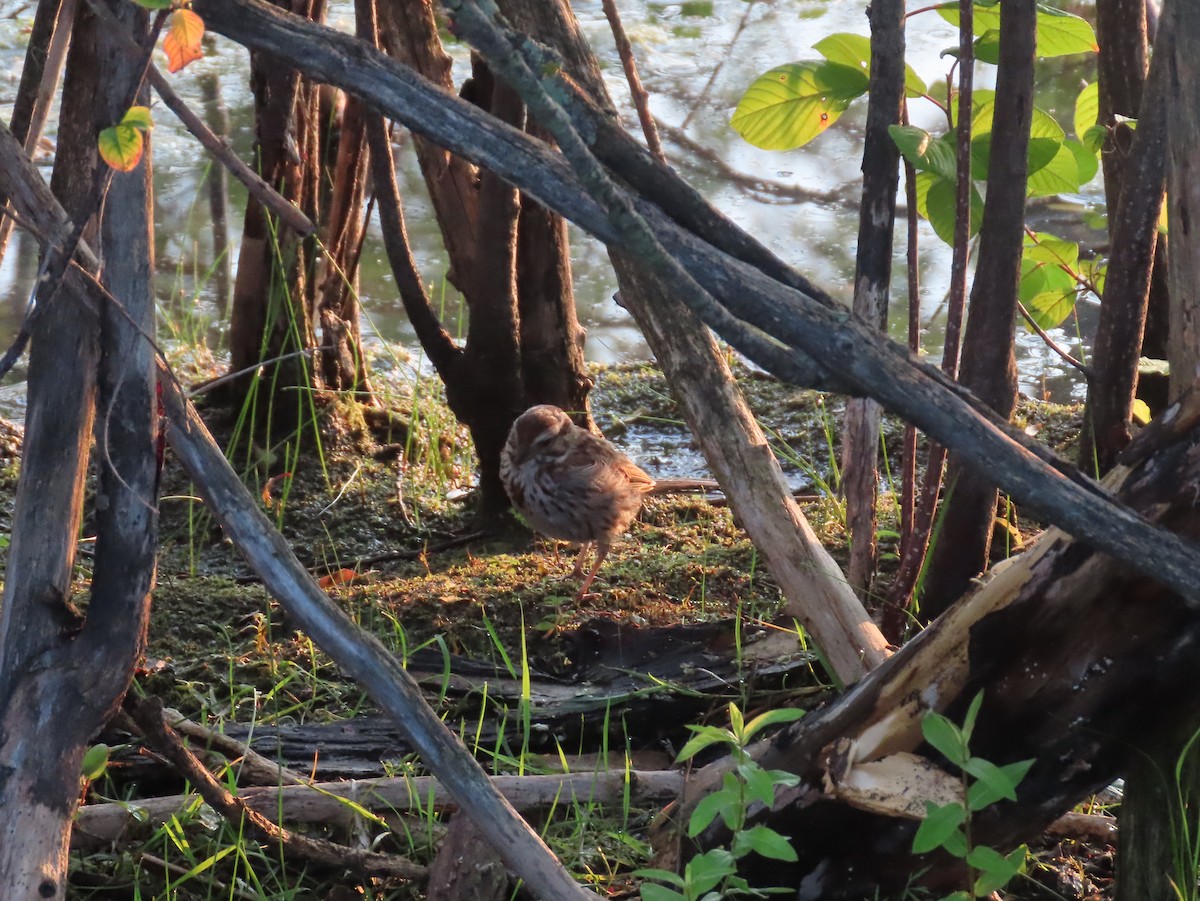 Song Sparrow - Andrew Ippel