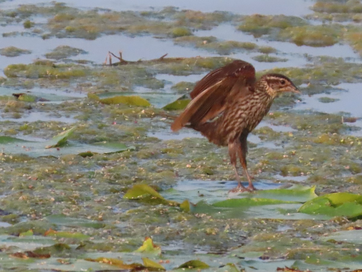 Red-winged Blackbird - ML622098802