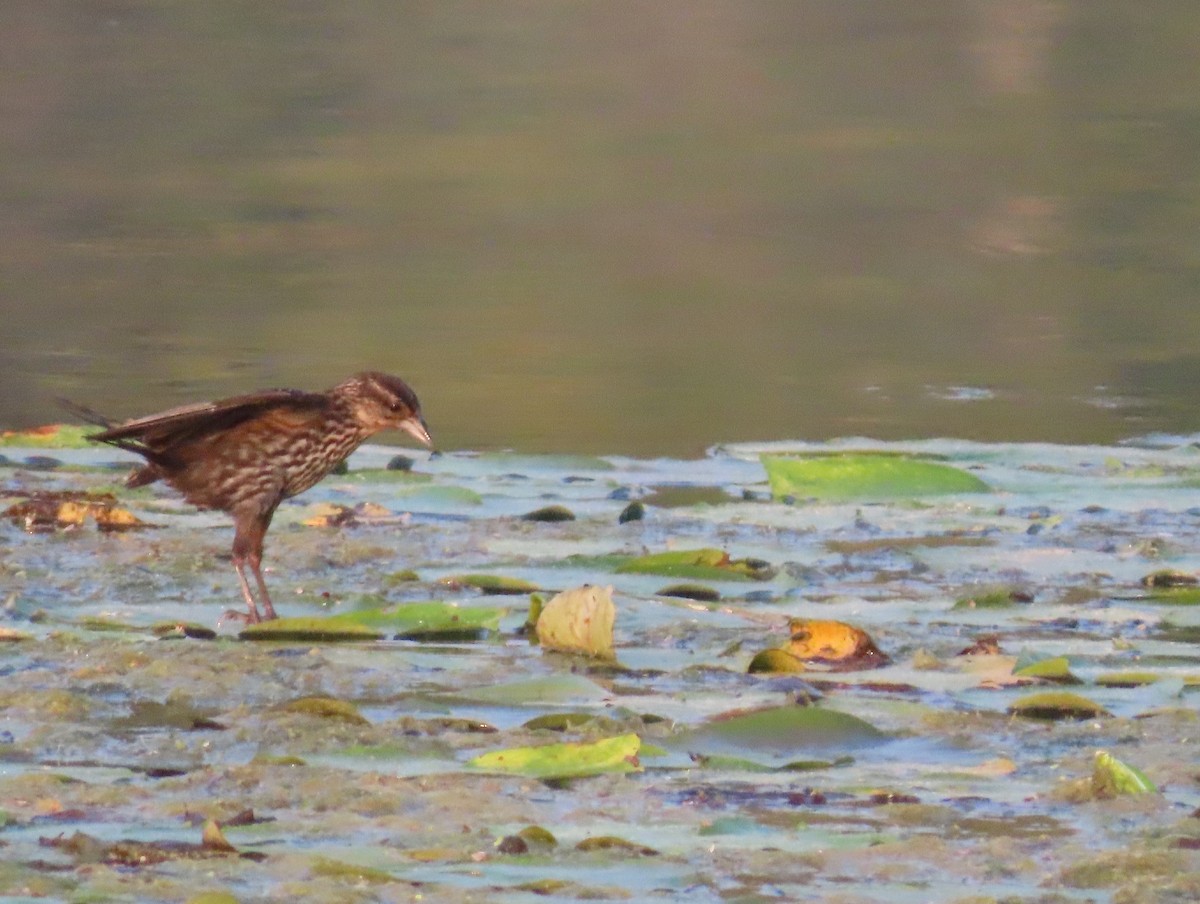 Red-winged Blackbird - ML622098804