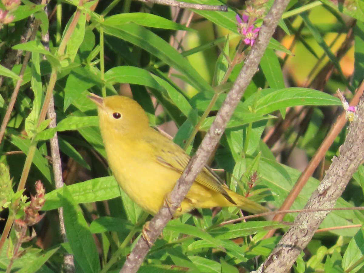 Yellow Warbler - Andrew Ippel