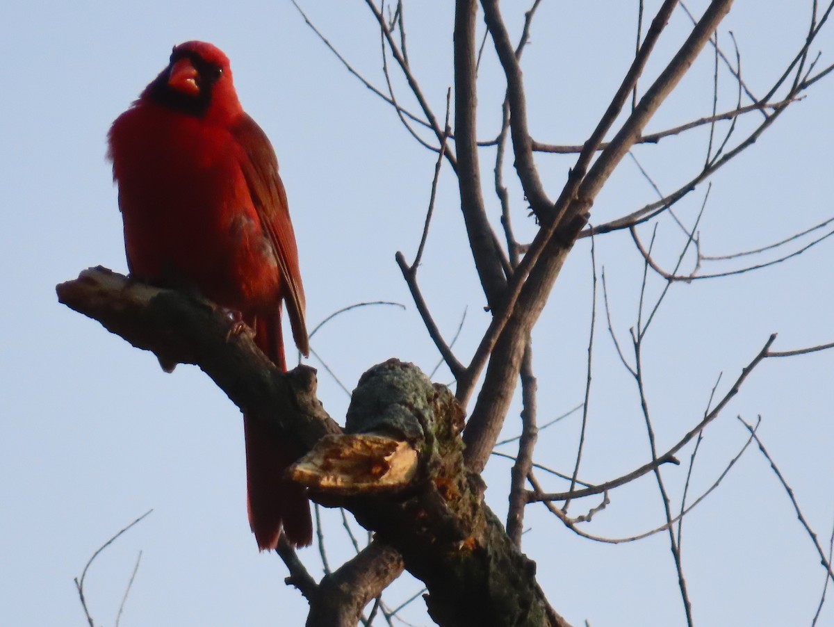 Northern Cardinal - ML622098812