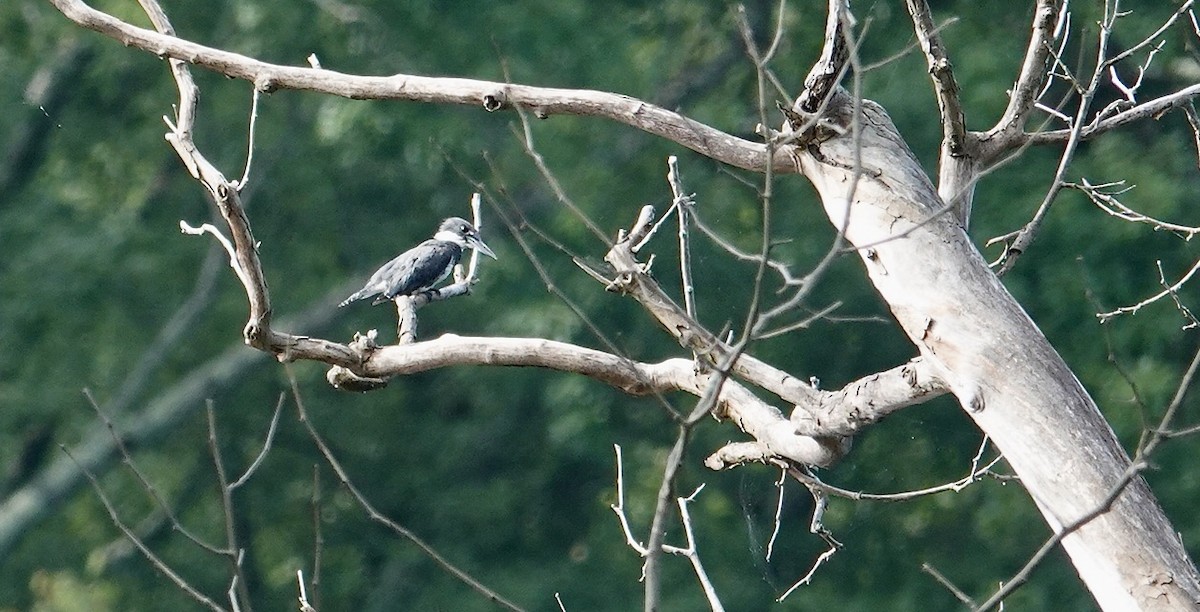 Belted Kingfisher - ML622098813