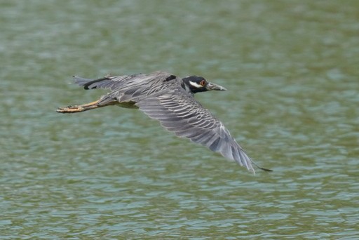 Yellow-crowned Night Heron - ML622098829