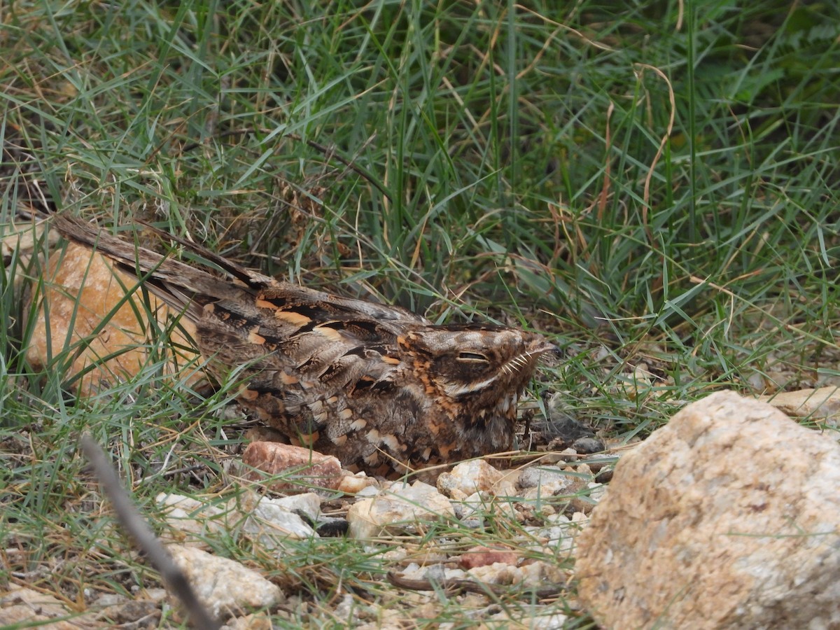 Indian Nightjar - ML622098850