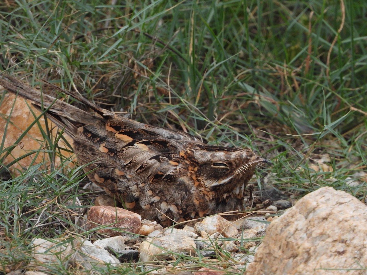 Indian Nightjar - ML622098851