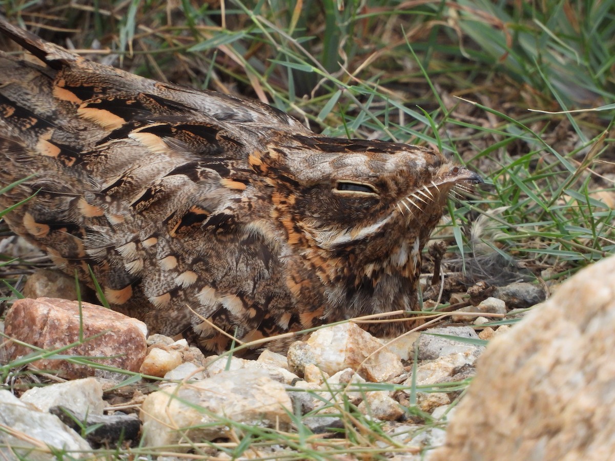 Indian Nightjar - VASEN SULI