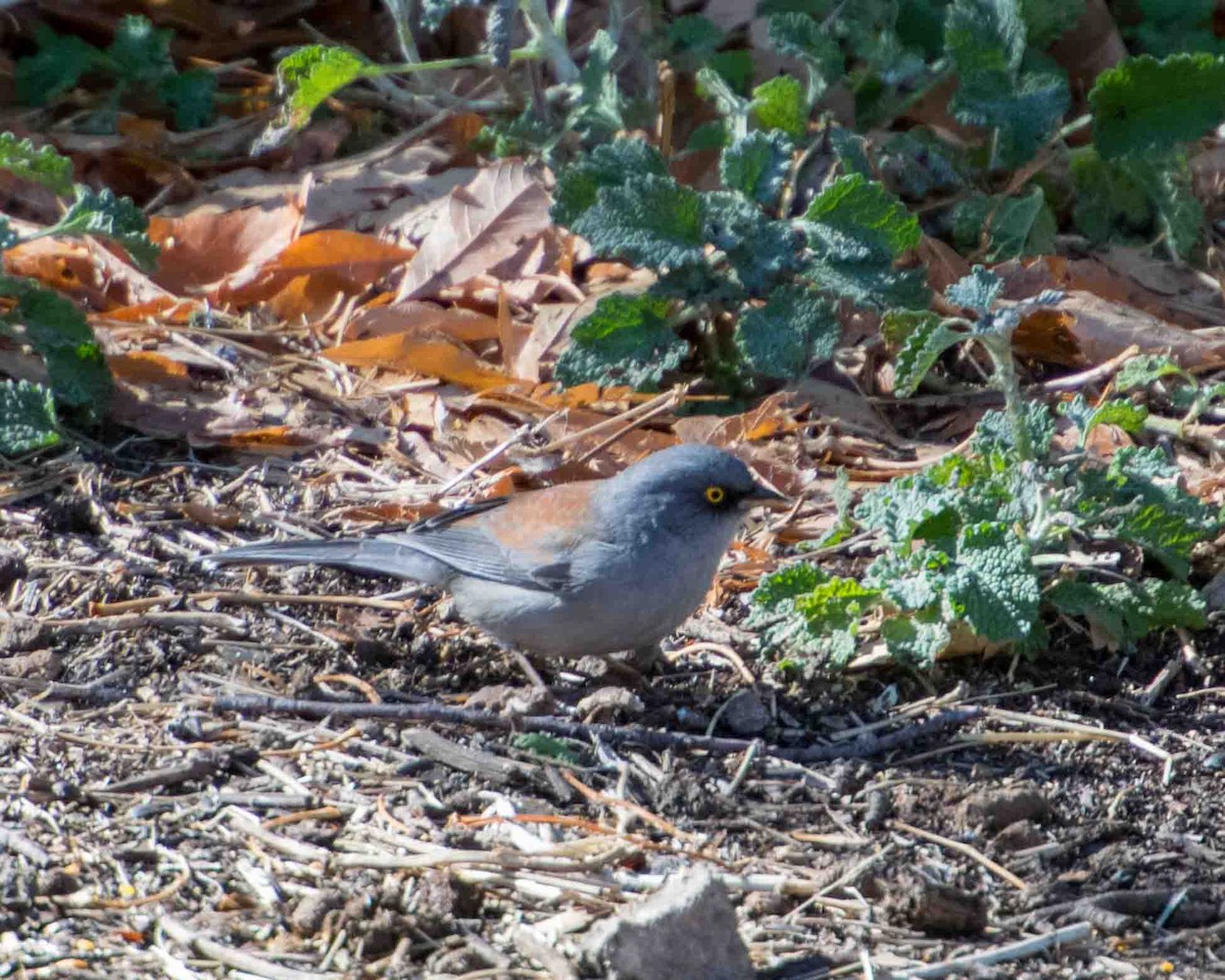 Yellow-eyed Junco - ML622098860