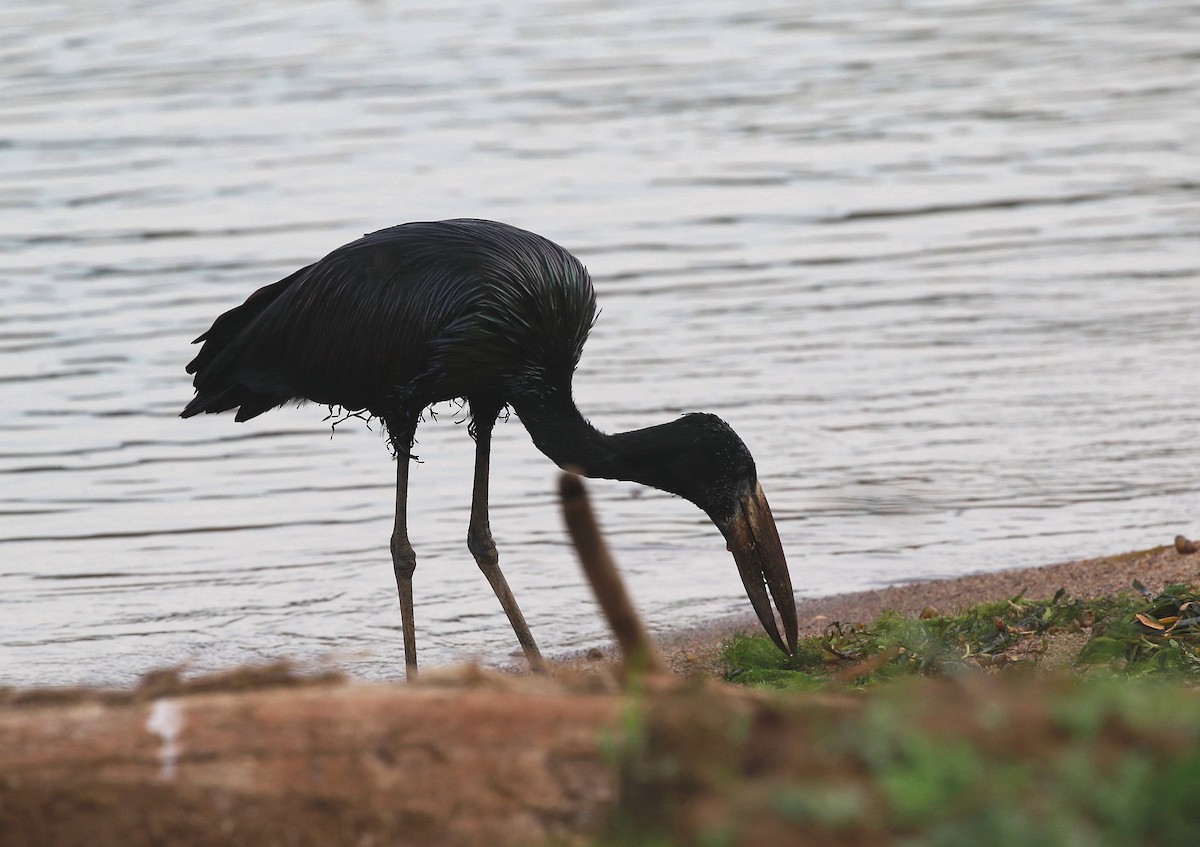 African Openbill - ML622098861