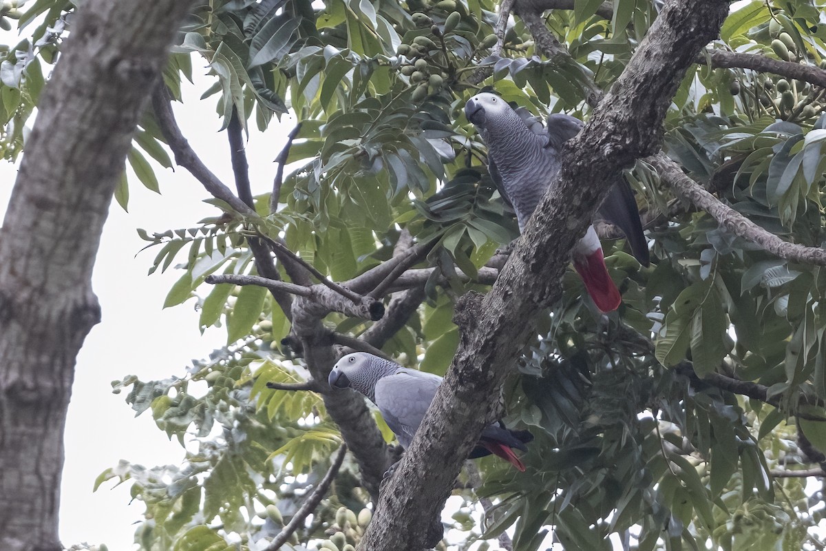 Gray Parrot - Robert Lockett