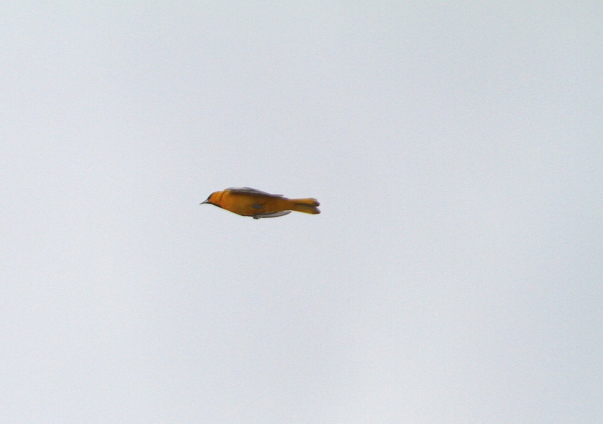 Bullock's Oriole - ML622098863