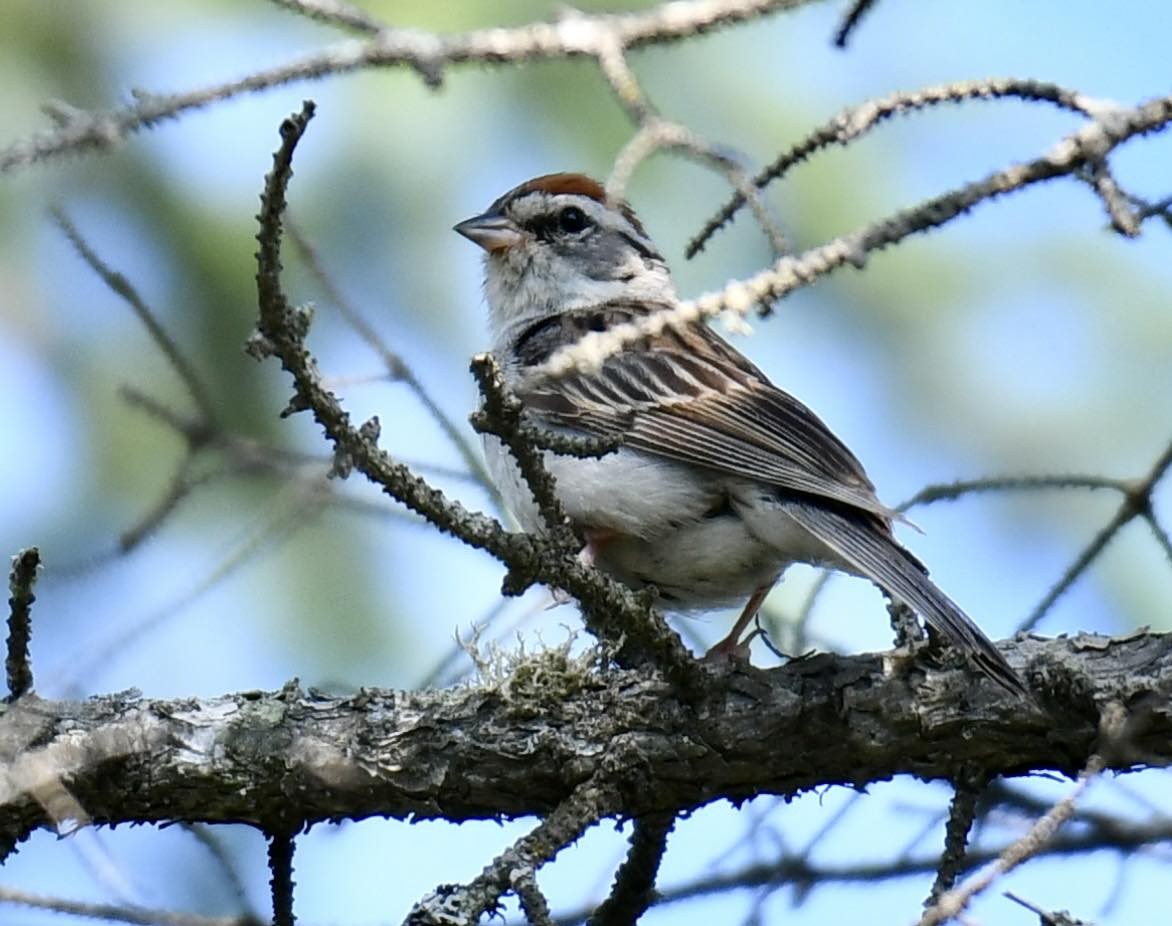 Chipping Sparrow - ML622098866
