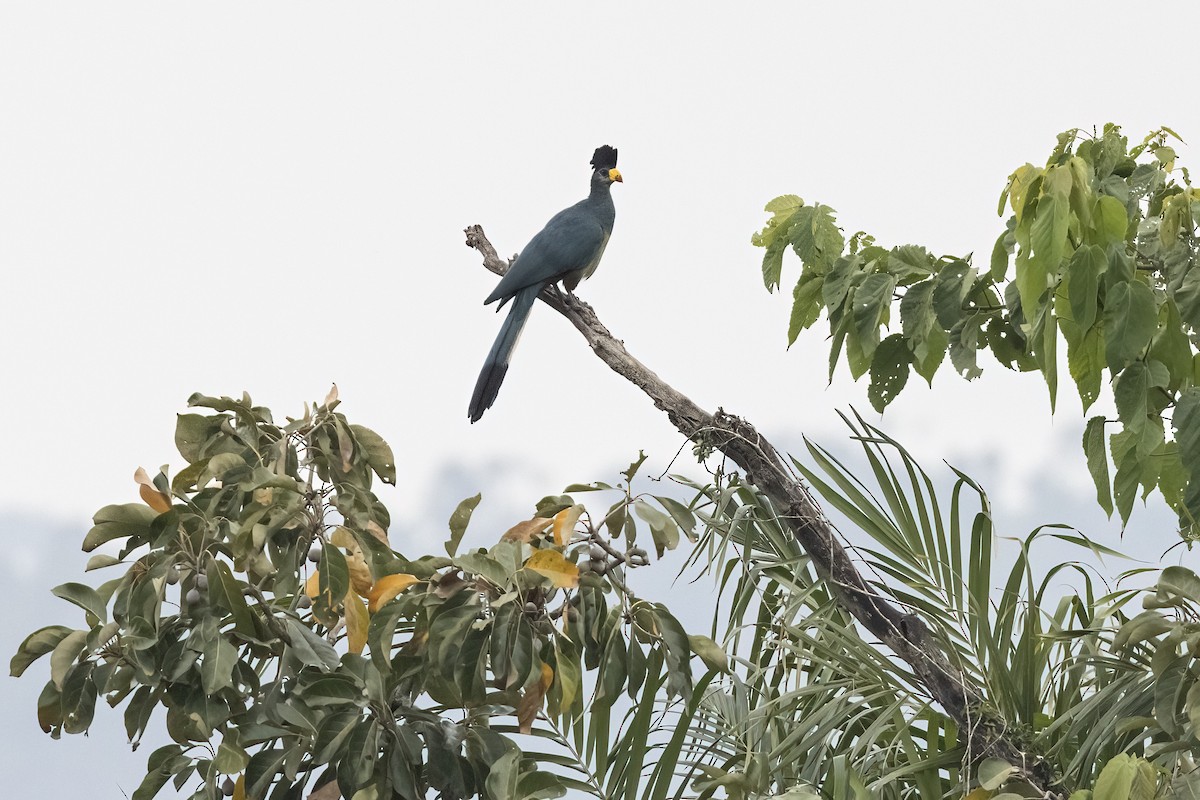 Great Blue Turaco - ML622098867