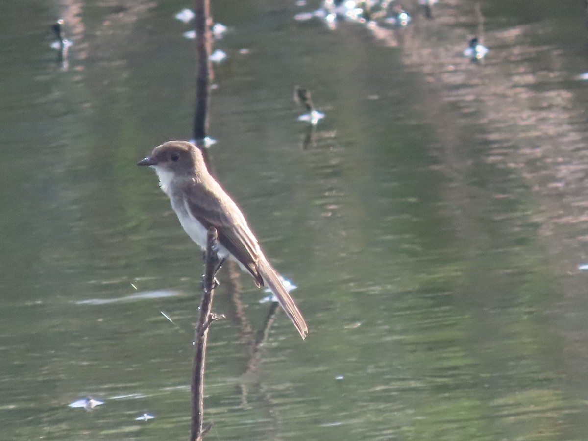 Eastern Phoebe - ML622098870