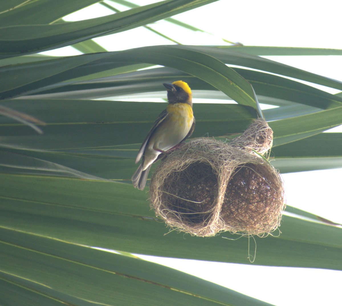 Baya Weaver - ML622098871