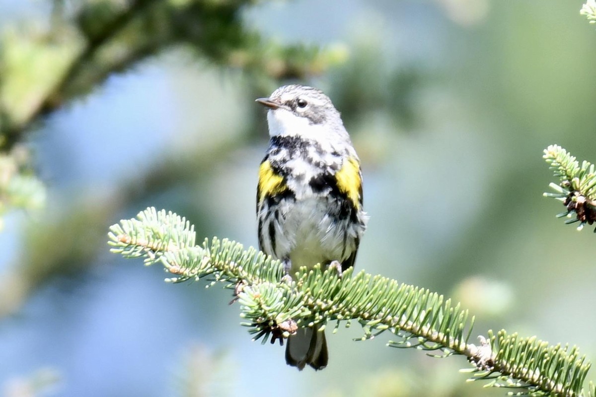 Yellow-rumped Warbler - ML622098874