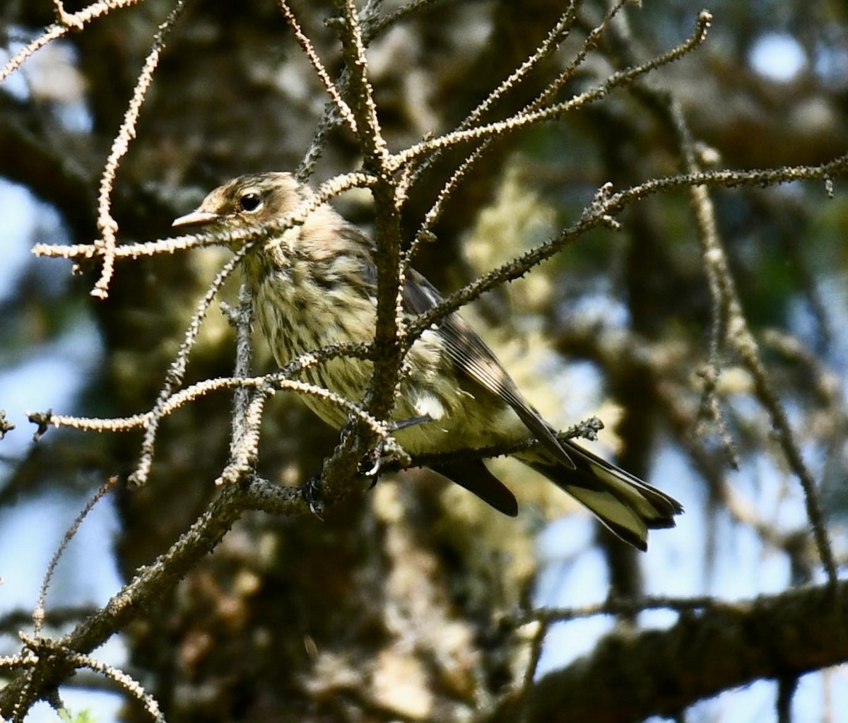 Yellow-rumped Warbler - ML622098875