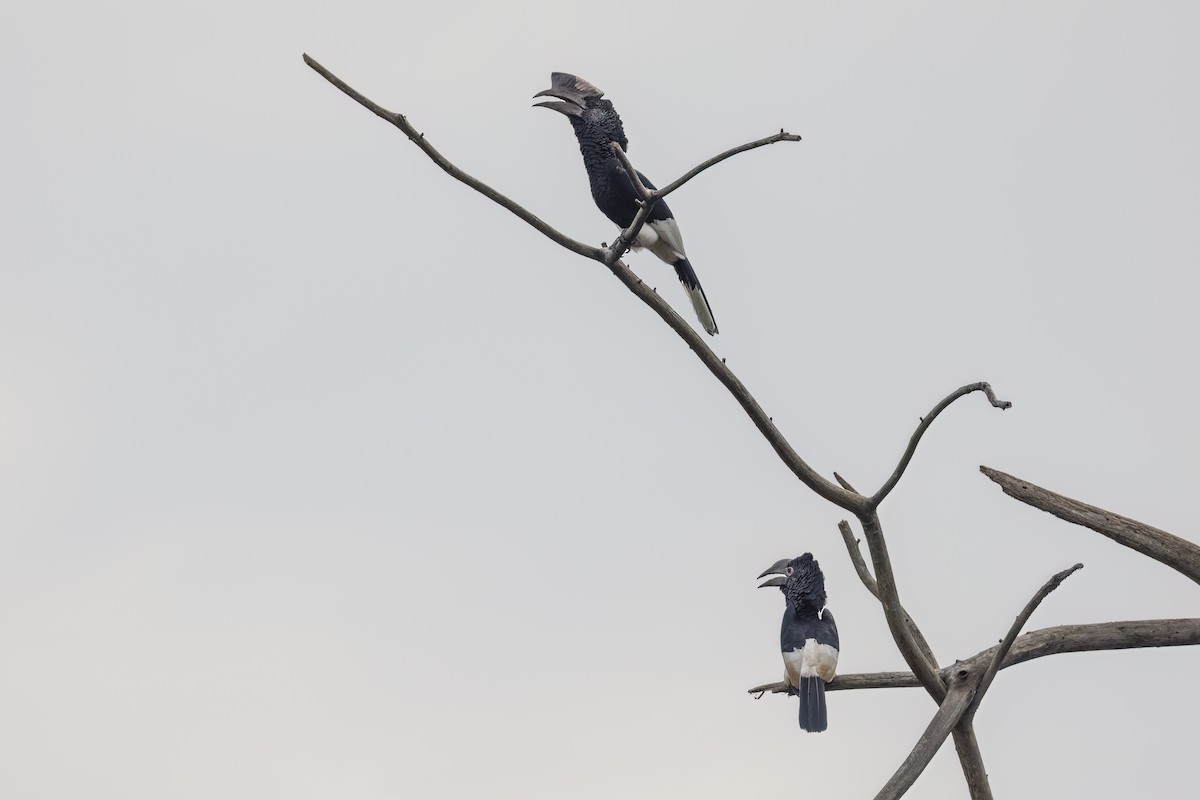 Black-and-white-casqued Hornbill - ML622098876