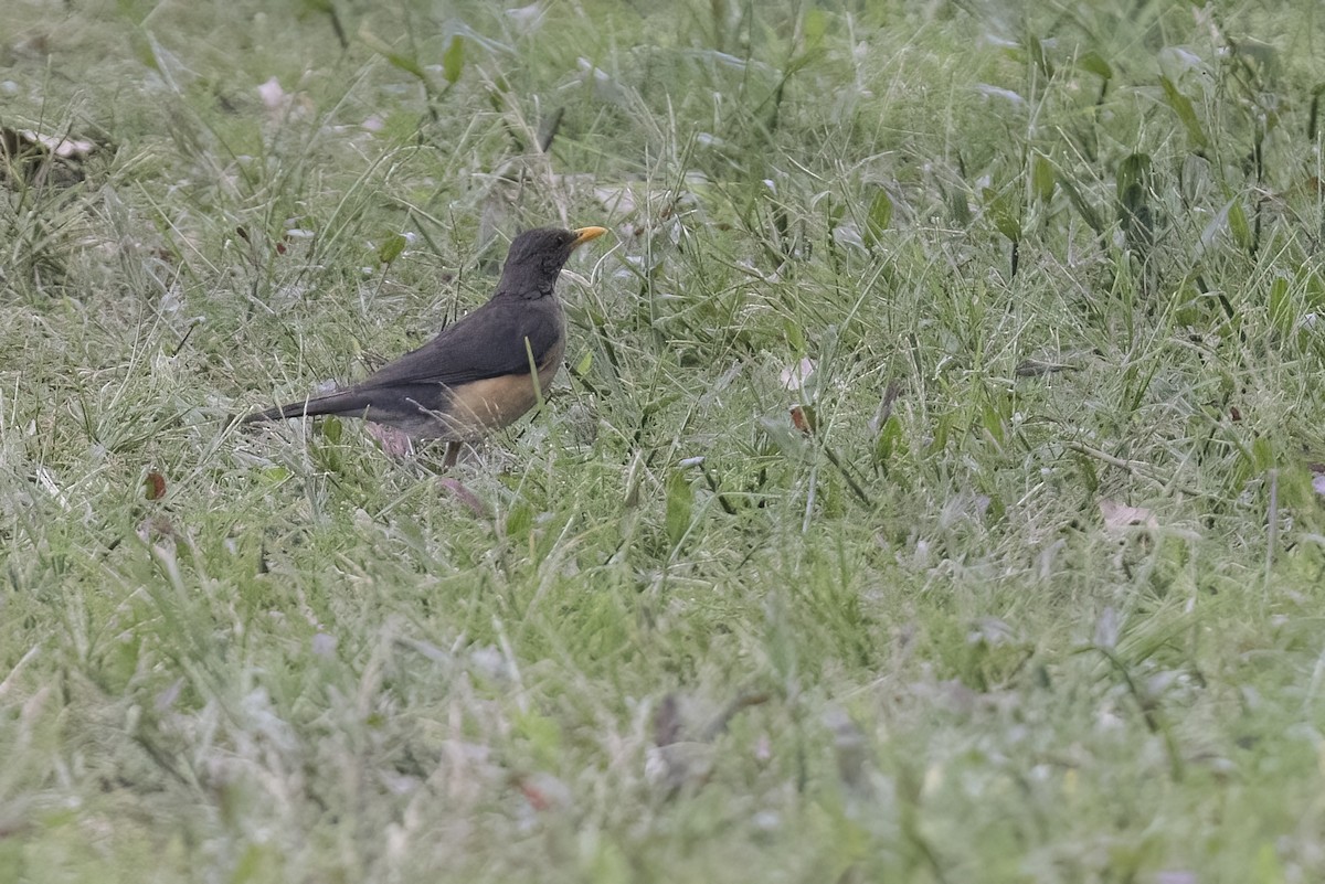 African Thrush - ML622098878