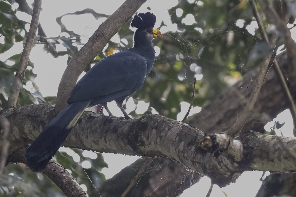 Great Blue Turaco - ML622098880