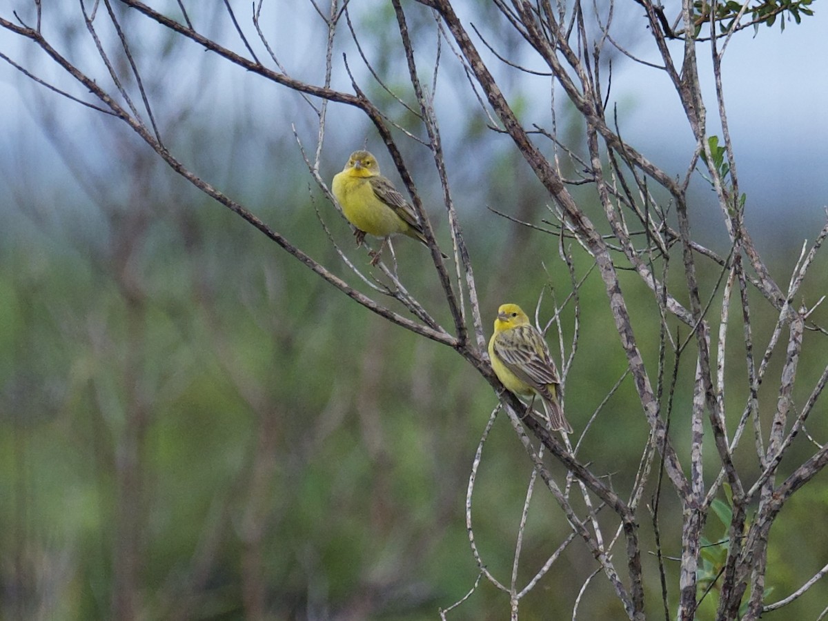 Grassland Yellow-Finch - ML622098881