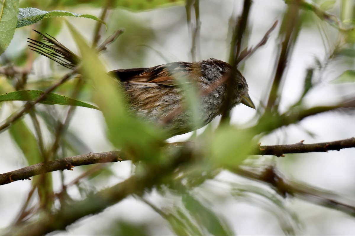 Swamp Sparrow - ML622098882