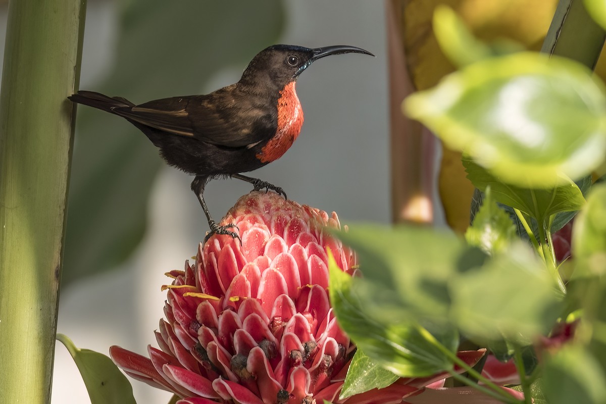 Scarlet-chested Sunbird - Robert Lockett