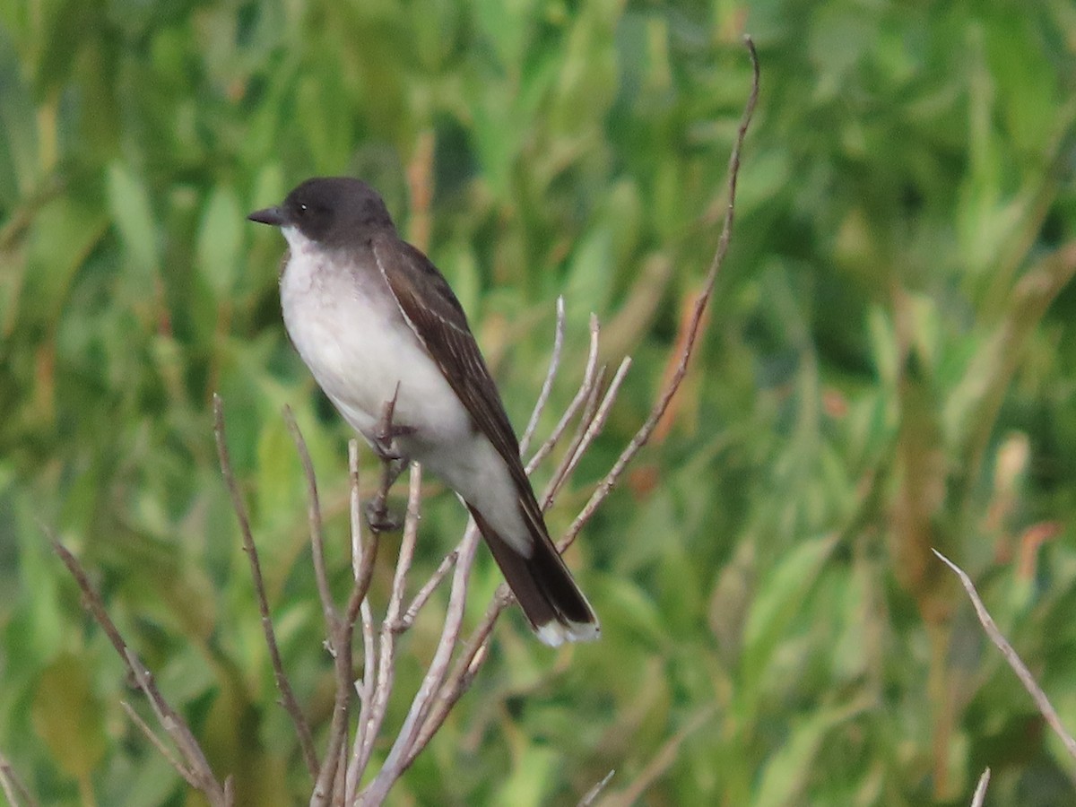 Eastern Kingbird - ML622098888